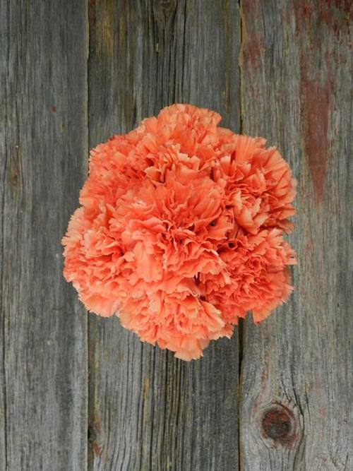 SOLEX ORANGE CARNATIONS